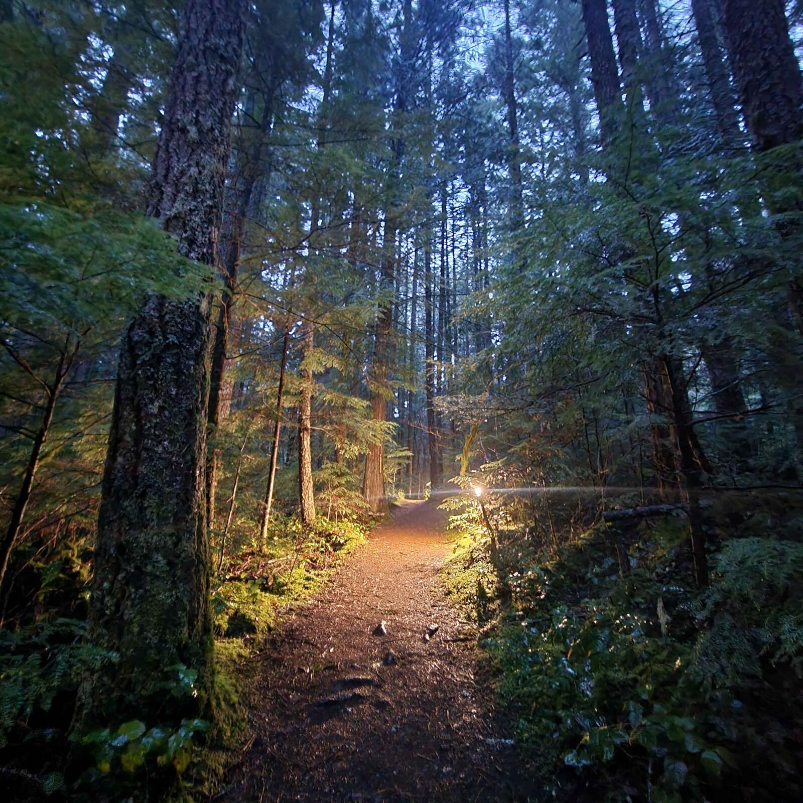 A forest trail at dawn during Winter Camp